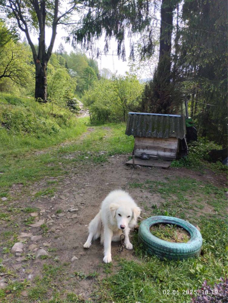 Собака вівчарська