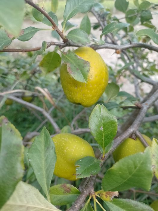 Owoce pigwowca  eko.