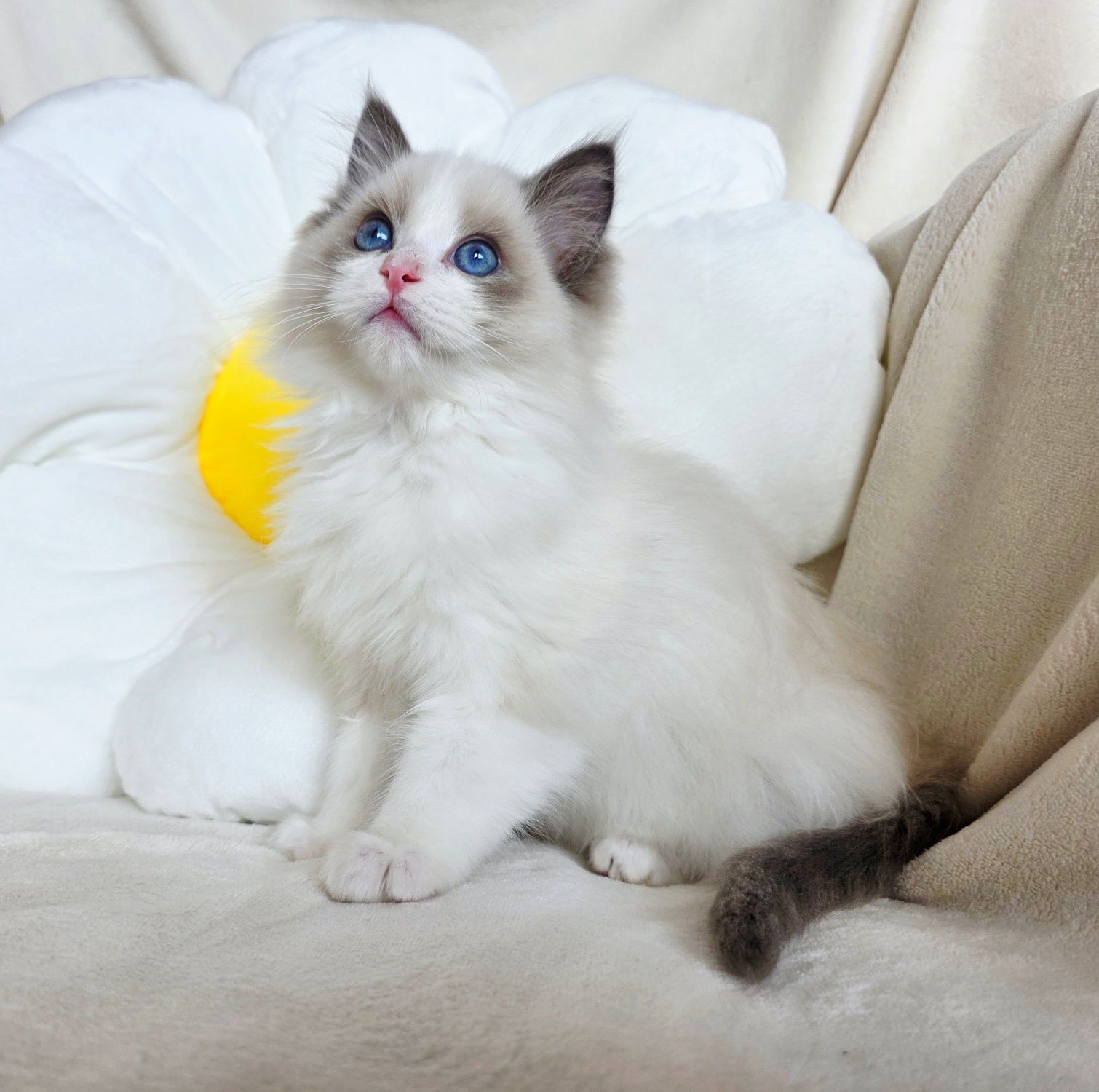 Kocurek Ragdoll blue bicolour Rodowód WCF uznawany na całym świecie