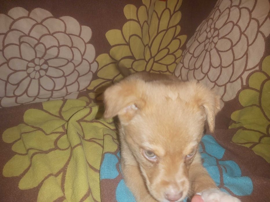 piekne samce MIX LABRADORA ok. 3 miesiące