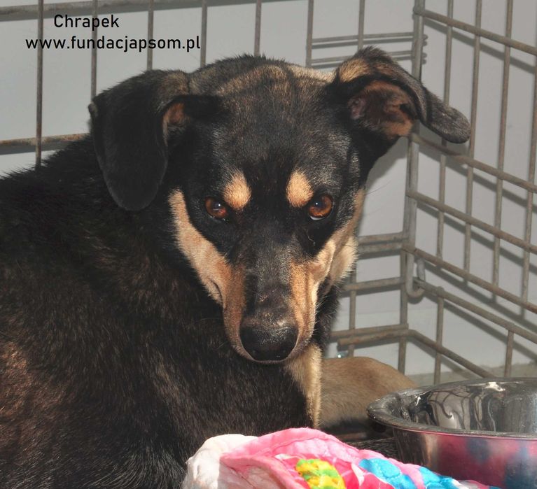 Chrapek - szuka kochającego domku