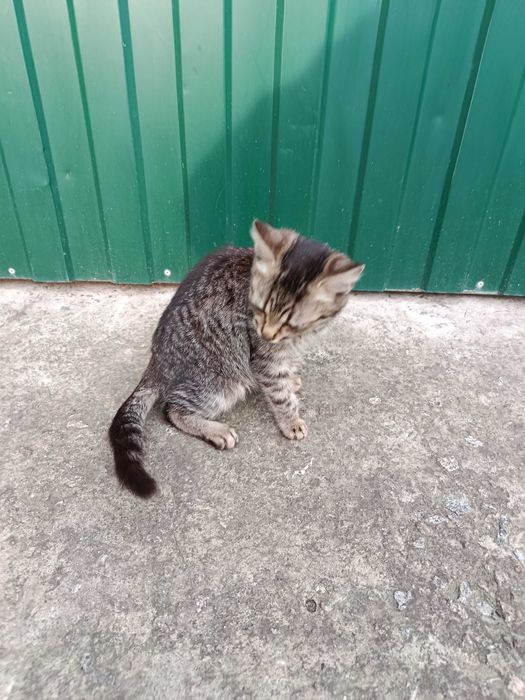 Кошеня в добрие руки.