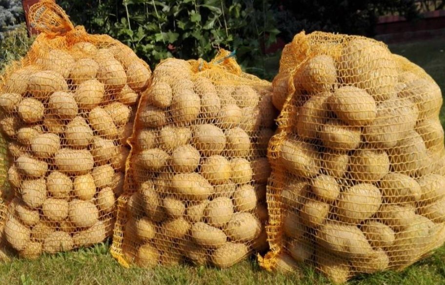 Ziemniaki, żółte, Królowa Anna