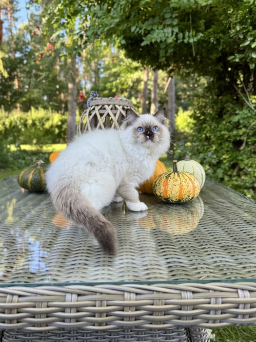 Ragdoll cudna kotka Sabrinka seal bicolor z rodowodem FIFE/FPL