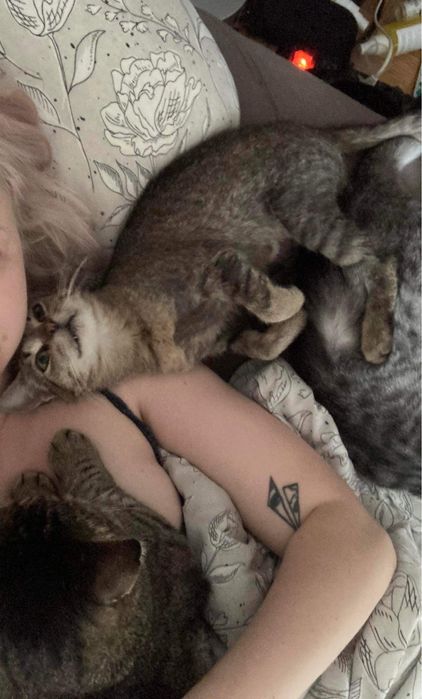 Przepiękne miłe młode kotki do adopcji przytulaste za darmo zdrowe