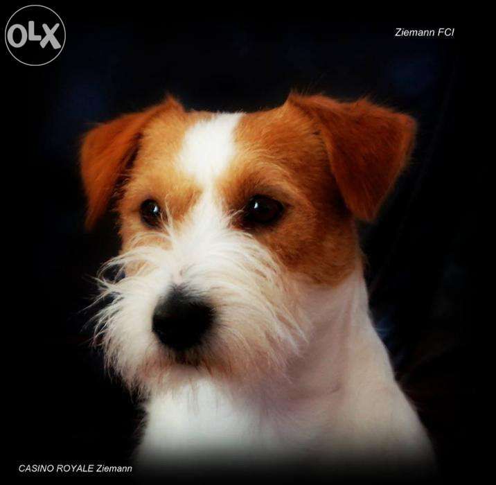 Jack Russell Terrier ZIEMANN FCI