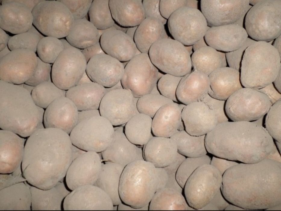 Домашня картопля без хімікатів