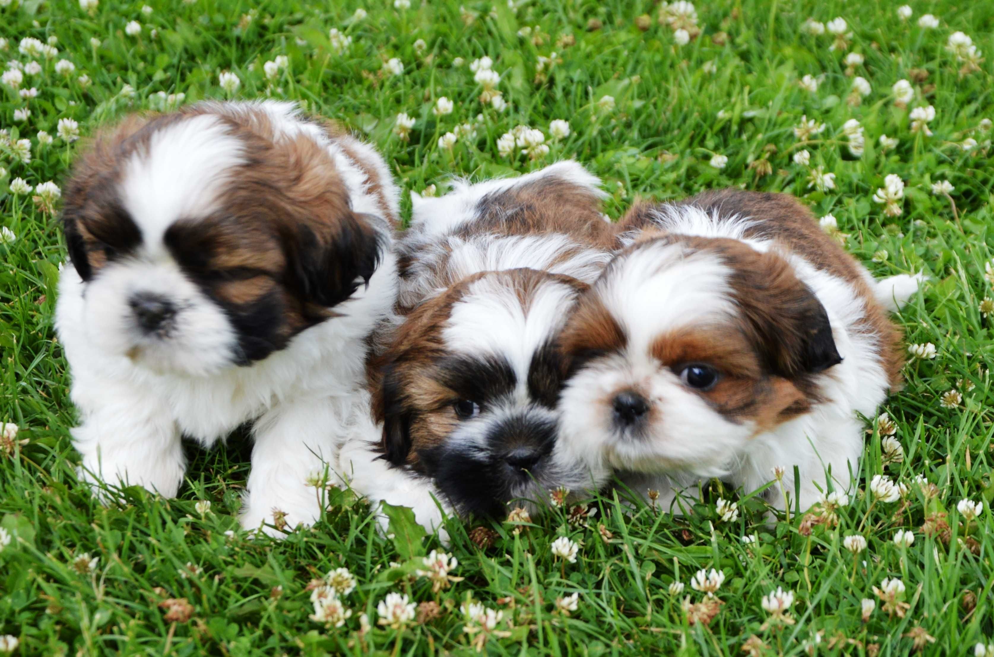 Shih-tzu piesek wychowany
