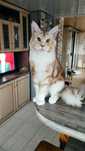 Кот Мейн кун приглашает дам кошечек