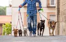 Passeador de Cães Confiável – Seu Pet em Boas Patas!