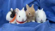 Coelhos Mini holandes