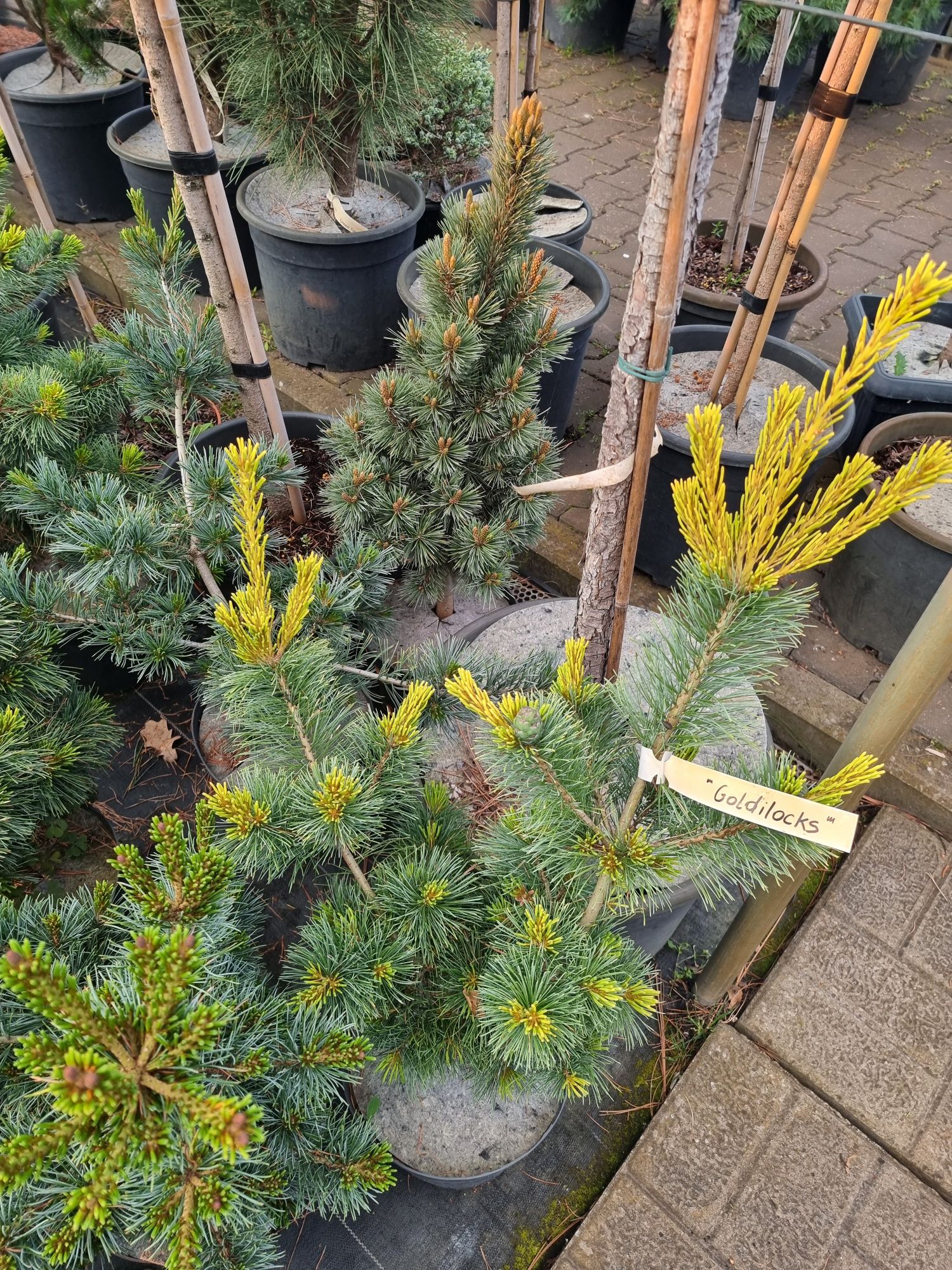 BONSAI ogrodowe Niwaki Formowane