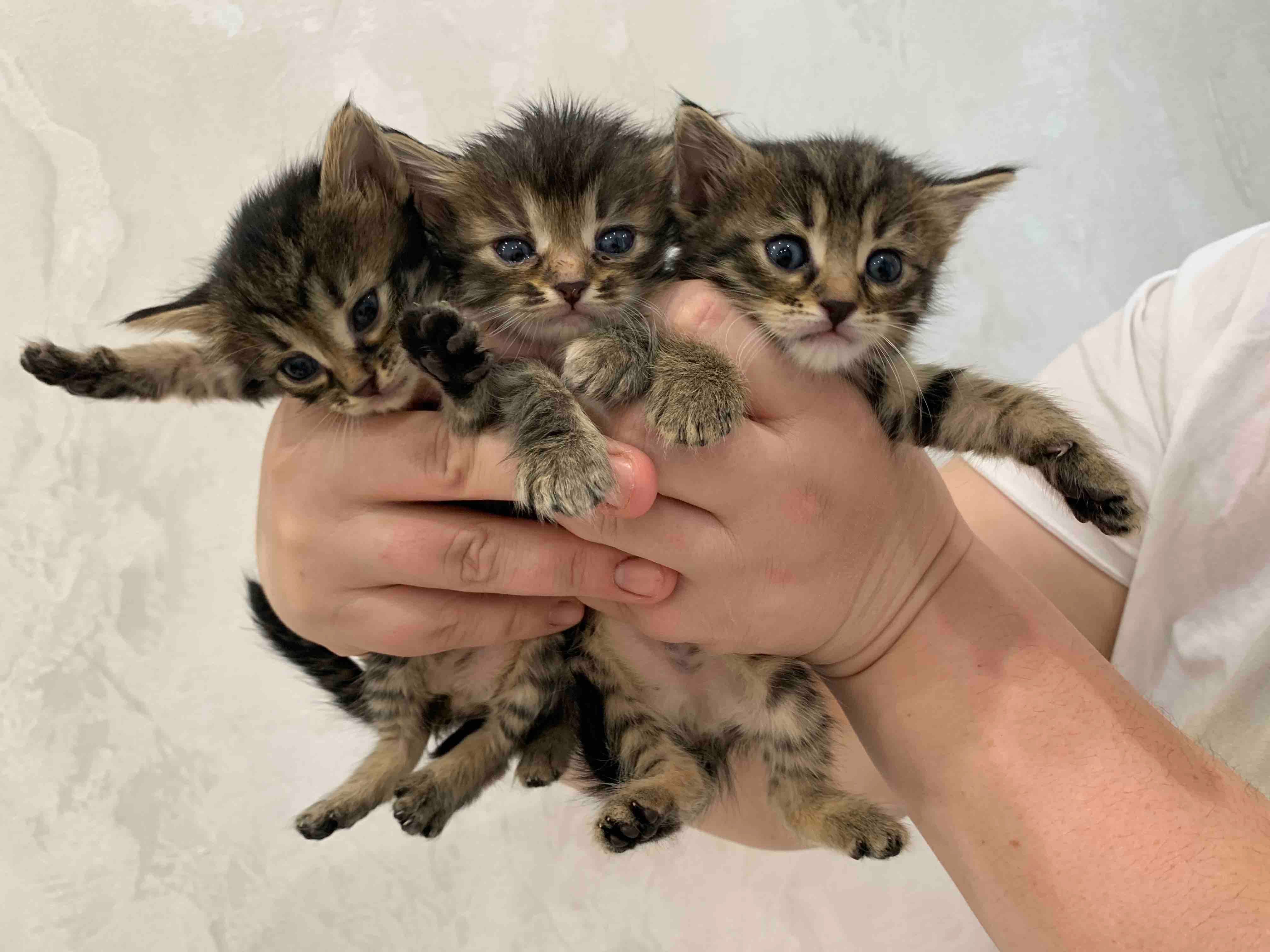 Красивые котята бесплатно