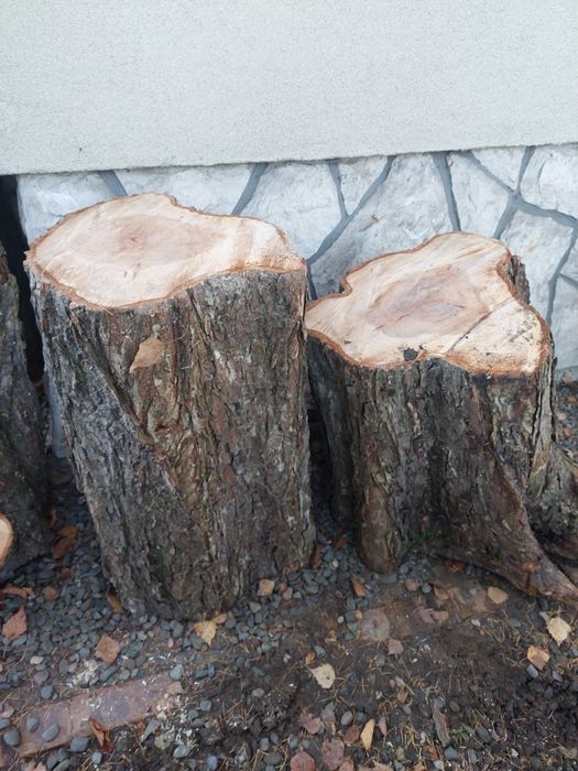 Sprzedam drewno 4 szt. pniaków z wiąza szypułkowego na plastry, deski