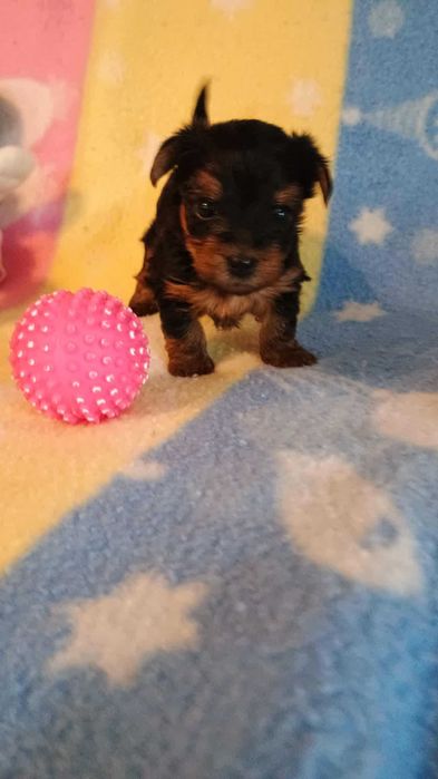 Yorkshire terrier SUCZKA mała Rodowód Chip DO REZERWACJI