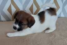 Jack Russell Terrier szczeniak z hodowli FCI