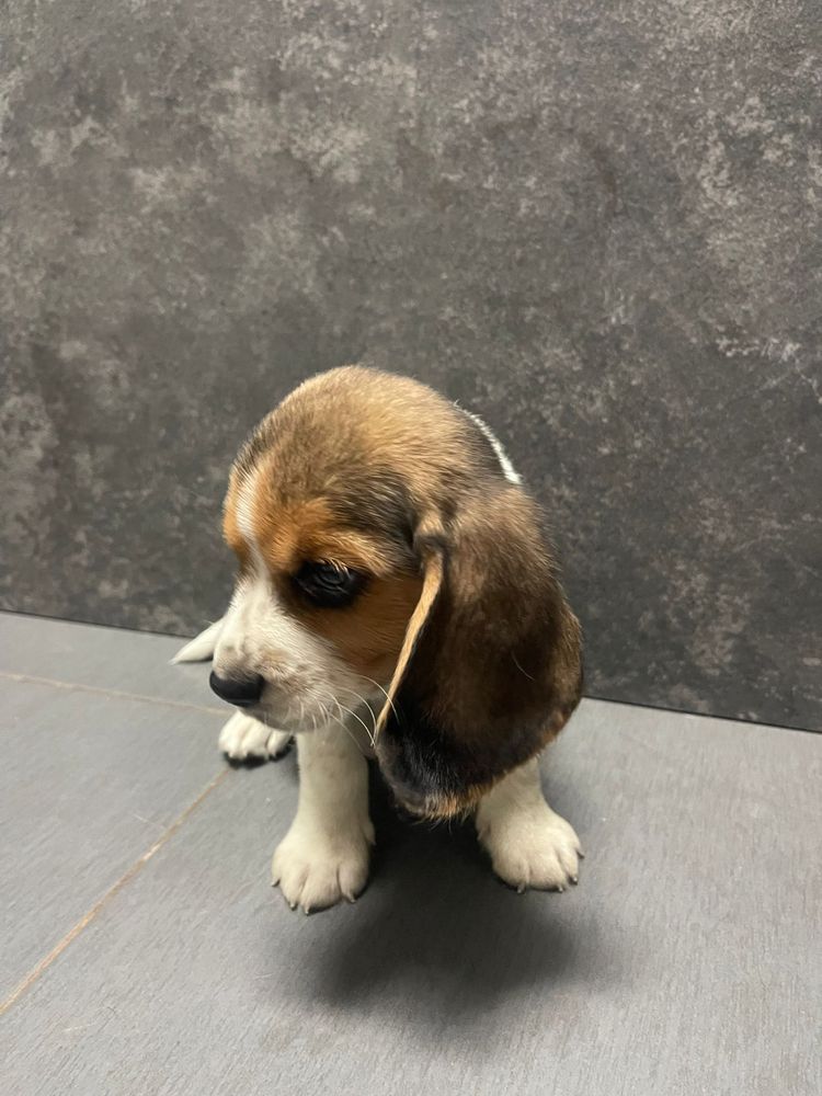 Beagle Tricolor Macho 2 meses