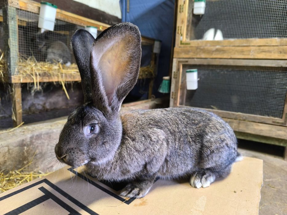 Belgijski olbrzym szary Samice