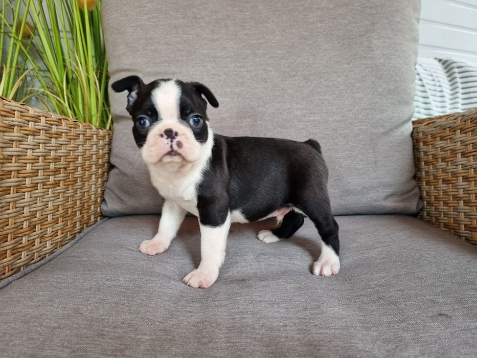 Boston terrier piesek z rodowodem