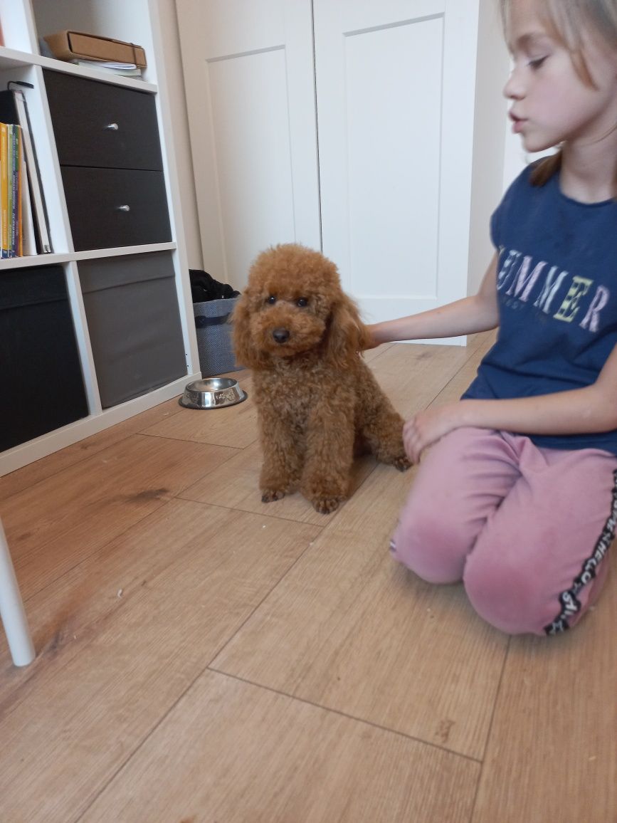 Pudel toy suczka red