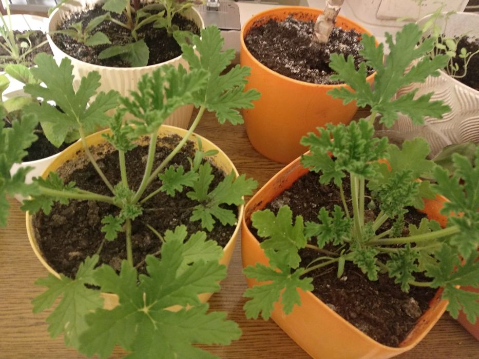 Dwie duże bardzo dobrze ukorzenione sadzonki anginki