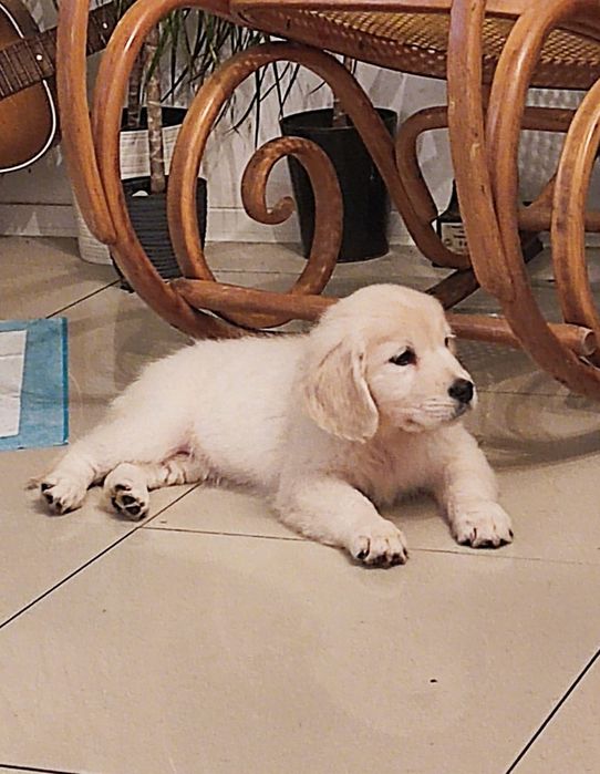 Golden retriever FCI ZKwP piesek