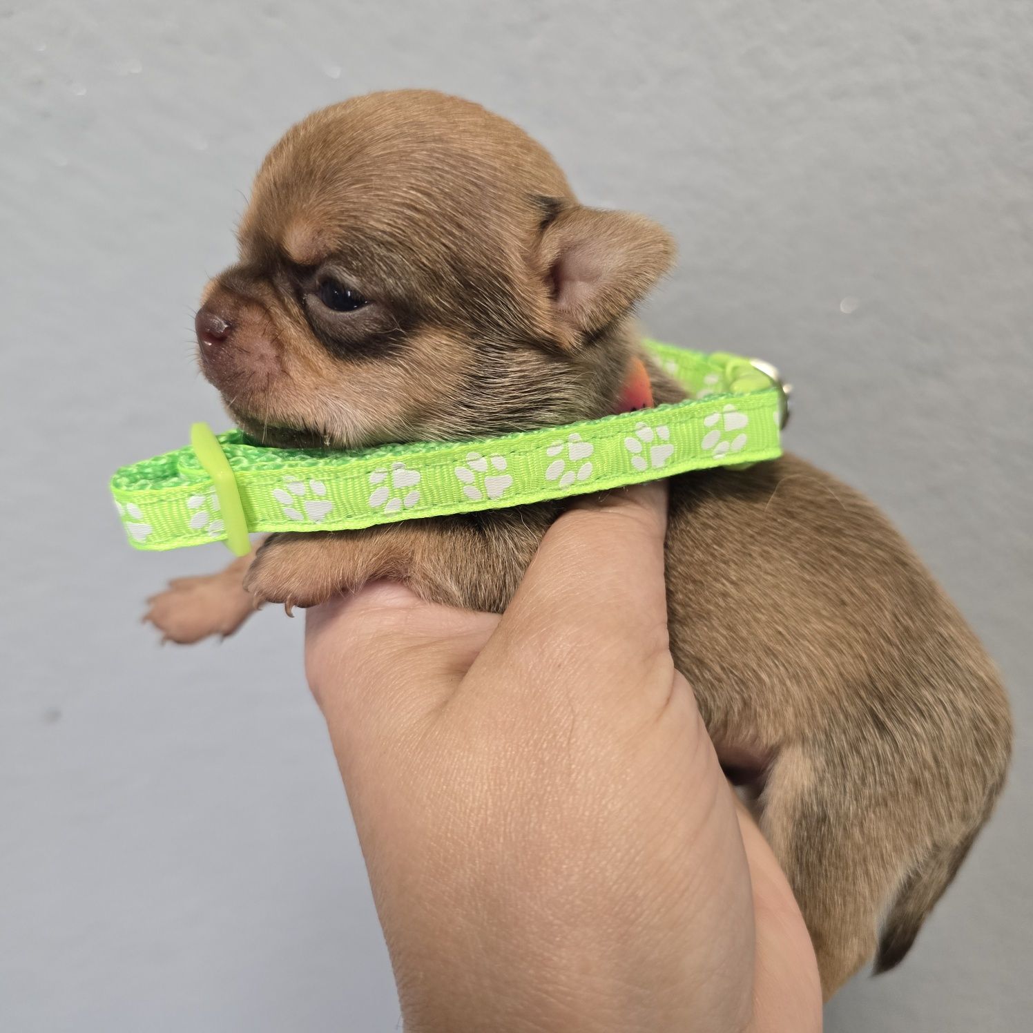 Chihuahua samiec sable