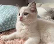 Ragdoll kocurek FPL-FIFe rodzice badani genetycznie