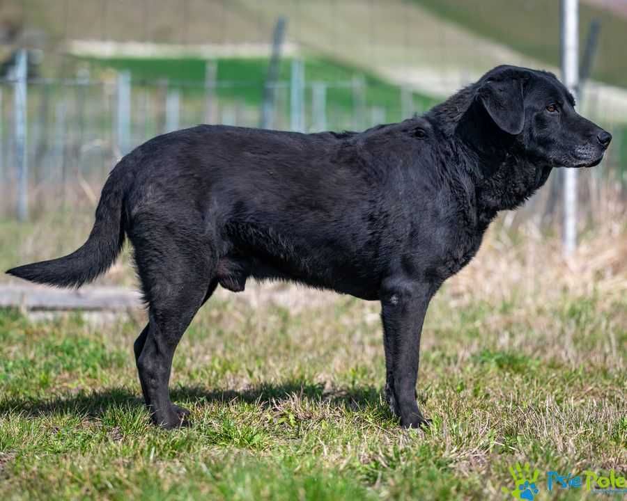 DOLARS - miły, kontaktowy psiak w typie rasy labrador
