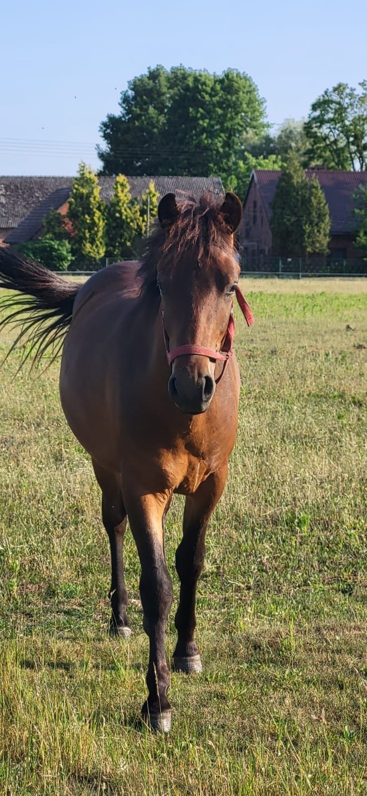 Ogierek huculski LUZAK (roczniak)