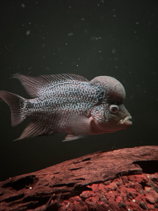 FLOWERHORN KAMFA HIGH