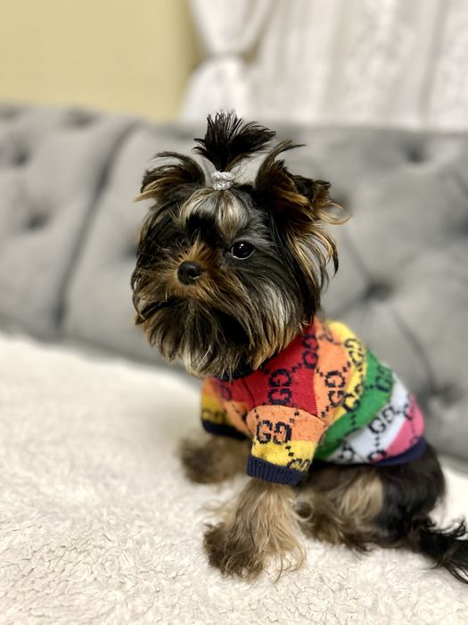 Красунчик Міні Йоркширський терєр