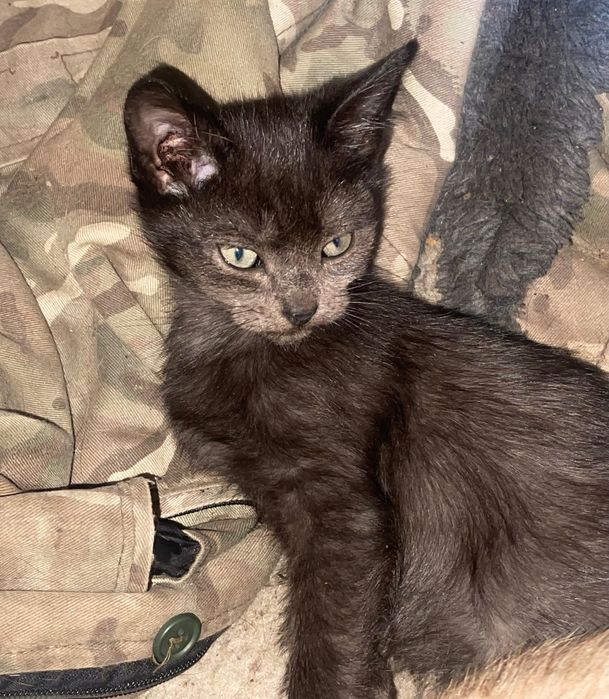 Віддам котиків в добрі руки