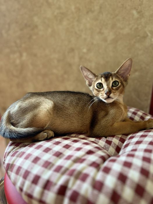 Котики абіссінські дикий , блакитний та сорель окрас