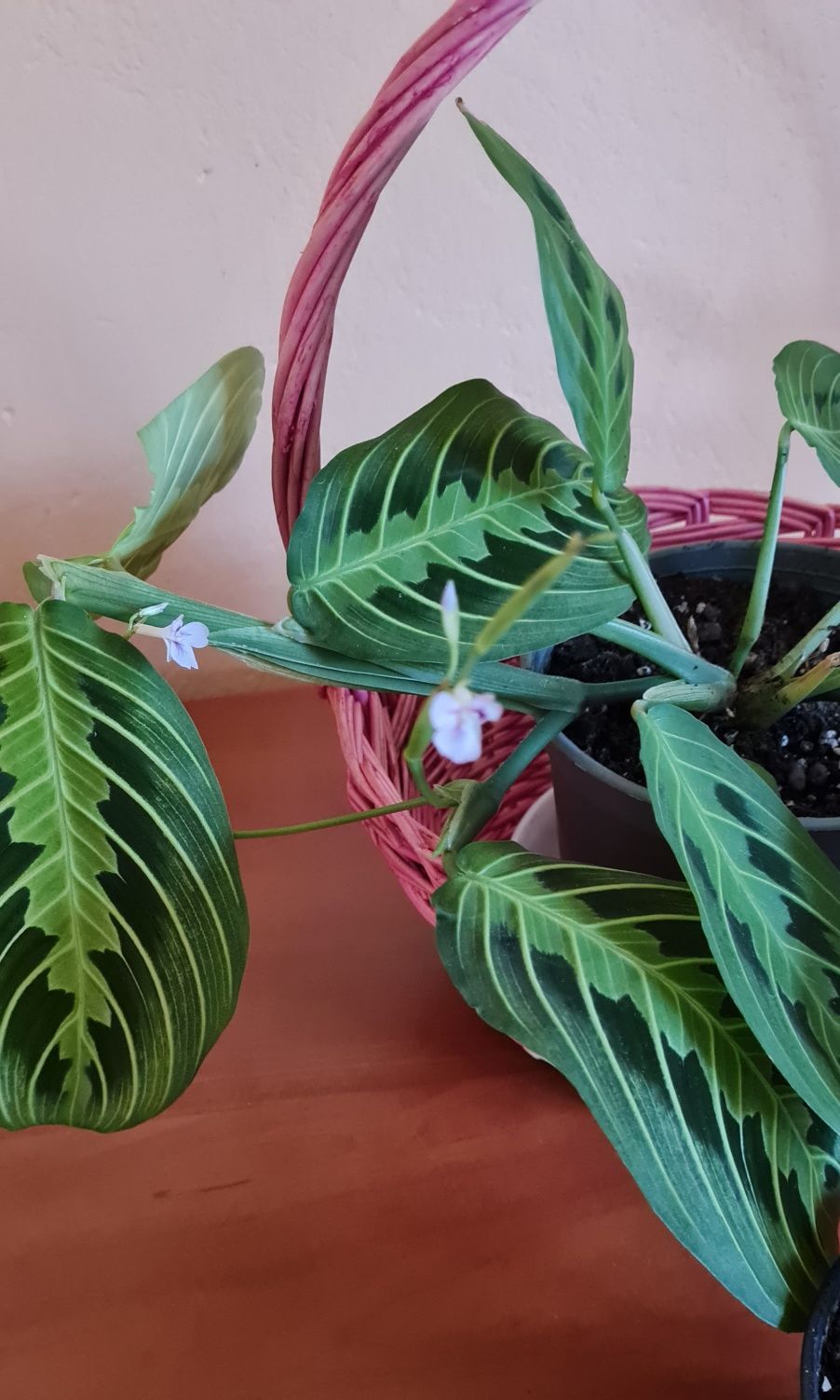 Maranta leuconeura w różowym koszyku +gratis