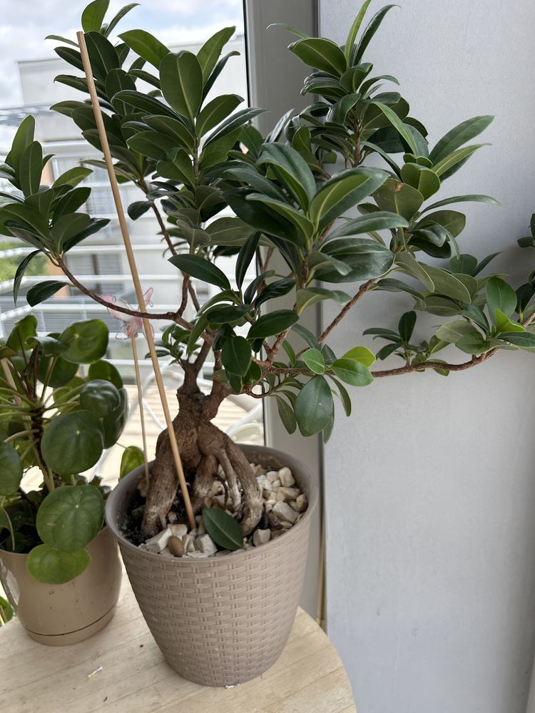 Fikus Tępy  Ficus Microcarpa Ginseng