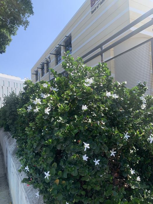 Каріса або кімнатна слива, сіянці