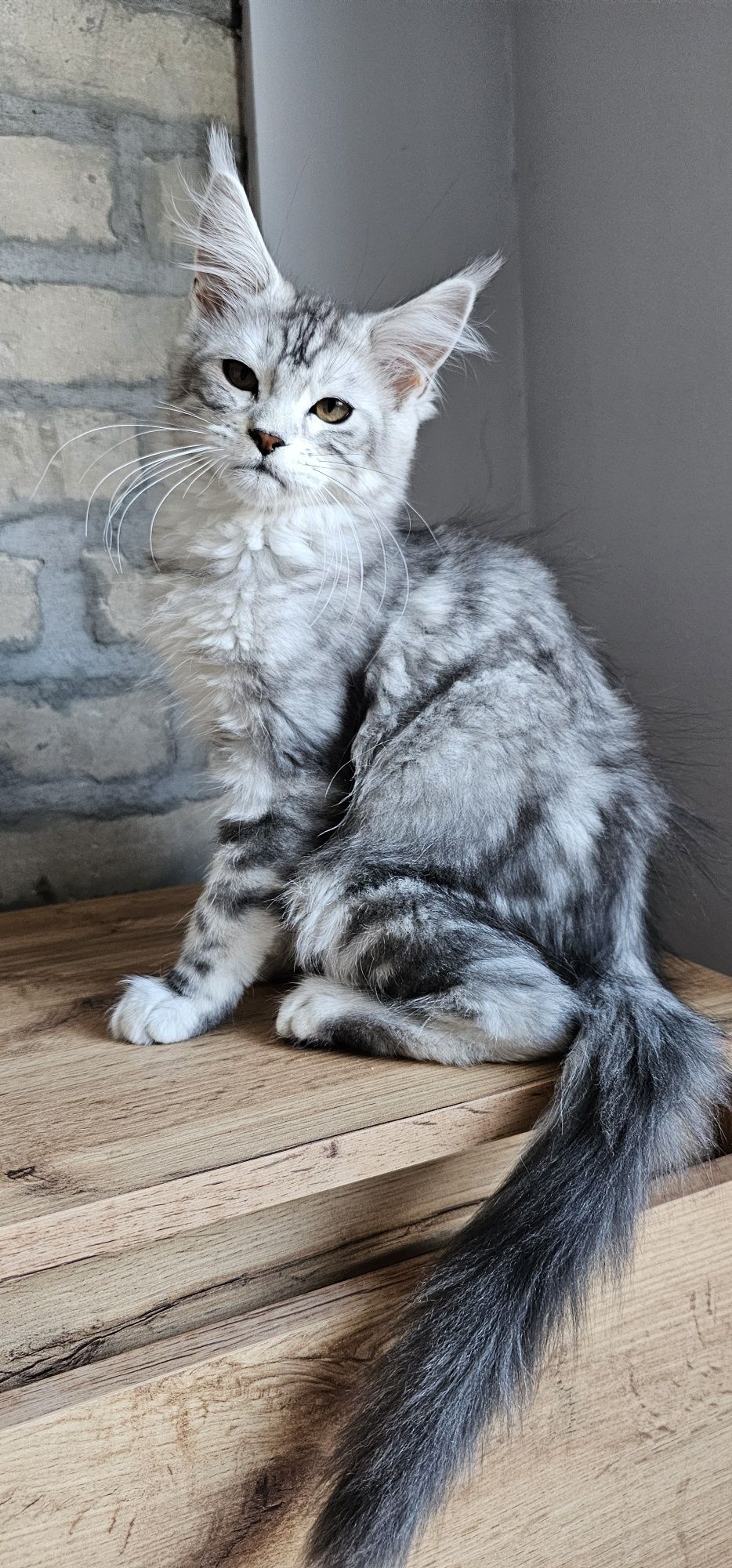Maine coon koteczka rodowód FPL