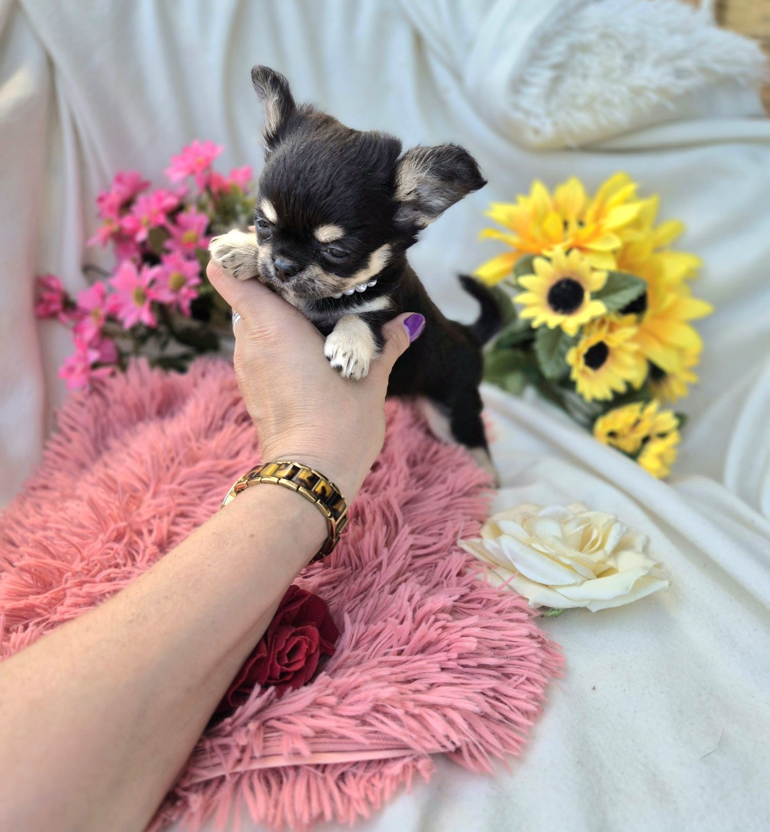 Śliczny Piesek Chihuahua XS!