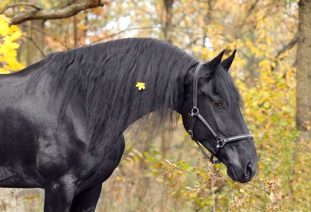 Фриз кобыла Силка 4 года 168 см