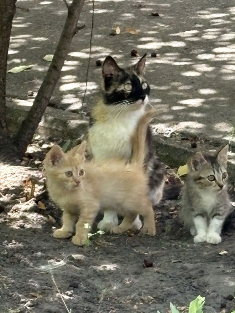 Руденьке та сіреньке кошеня
