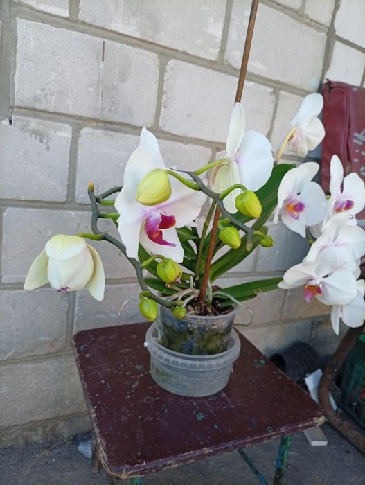 Продам орхідеї срочно