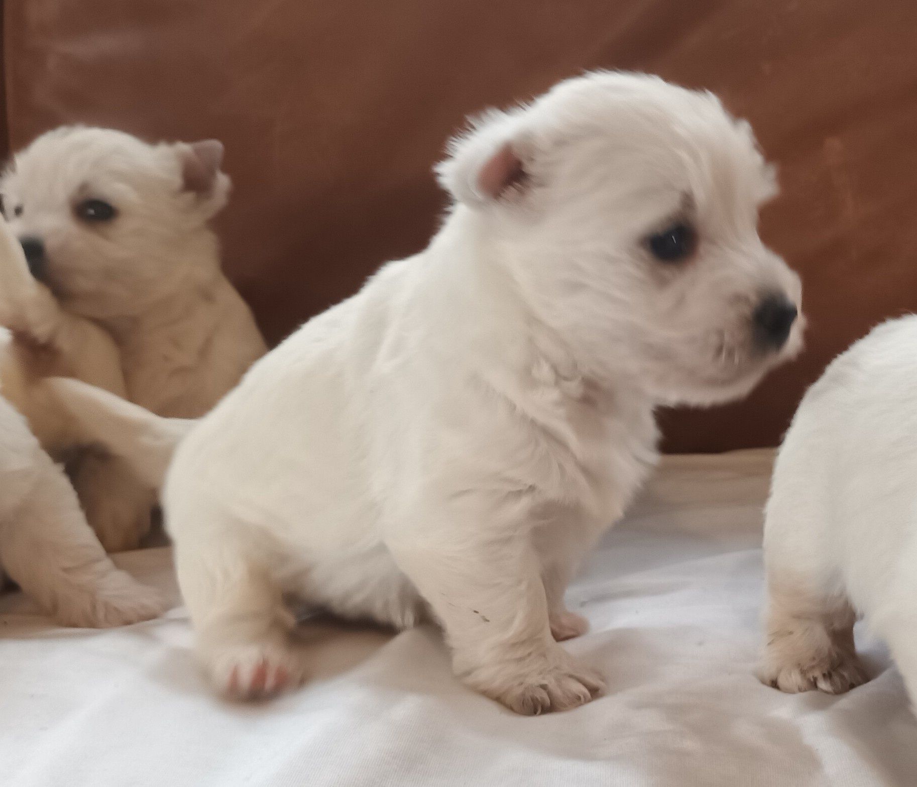 West highland white terrier piękny piesek