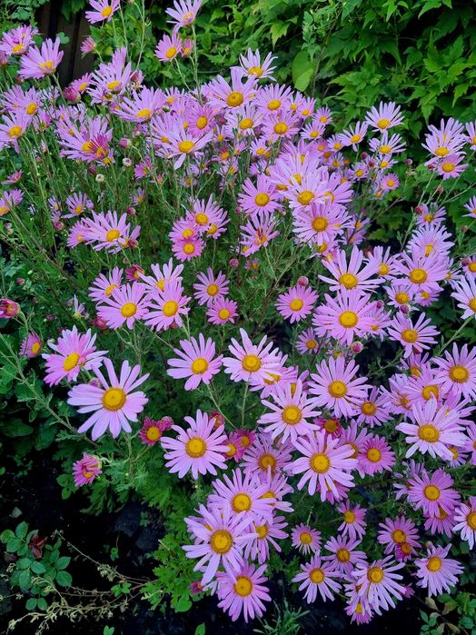 Хризантемы микс саженцы набор