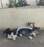 Gatos bebê para adoção responsável