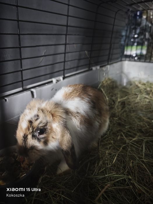 Królik+klatka w dobre ręce