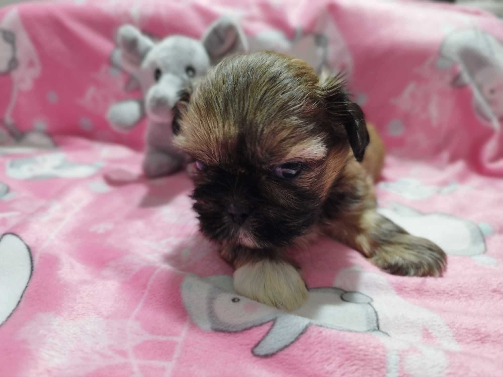 *** Śliczna Maleńka Dziewczynka Shih Tzu ***
