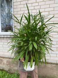 Драцена сандеріана бамбукова (Dracaena sanderiana) велика