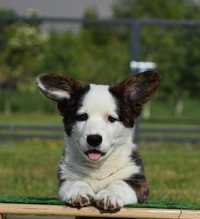 Welsh Corgi Cardigan suczka