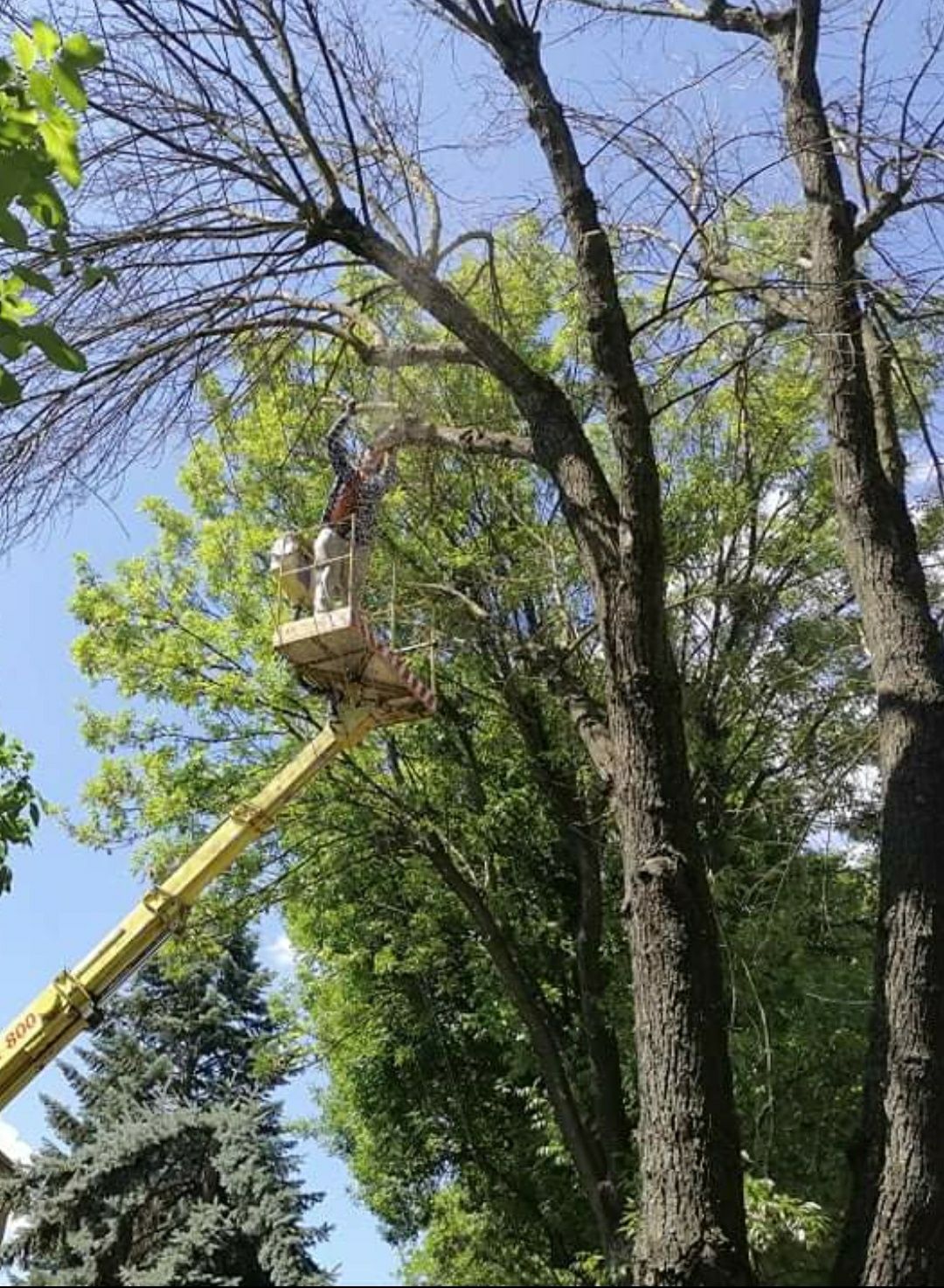 Pilarz arborysta wycinka i pielęgnacja drzew , usuwanie jemioły